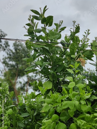 super fresh organic tree after rain soothing view after rain looking fresh.
