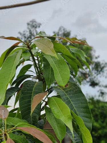 Fresh mango tree with leaves after rain, soothing wallpaper