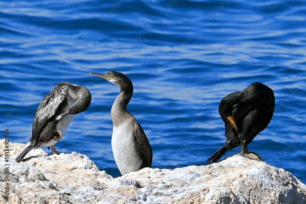 Fototapeta premium Great Cormorant, Phalacrocorax carbo, on coastal rocks by the sea