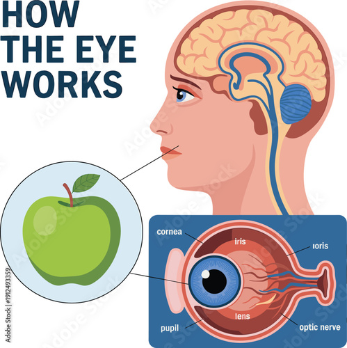 Anatomy of the Human Eye and Visual Perception Process, Educational Medical Vector Illustration with Brain and Optic Nerve Labels