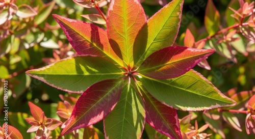 Colorful Pieris Japonica Leaves in Springtime Garden Setting.