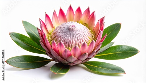 Stunning King Protea flower, the national flower of South Africa, with vibrant pink petals and large green leaves, beautifully isolated on a clean white background. Exotic floral concept.