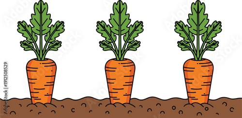 Carrots growing in soil collection vegetable garden cartoon vector illustration set isolated background