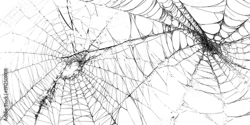 Konstfotografi spider web in black in white transparent barbed wire fence.