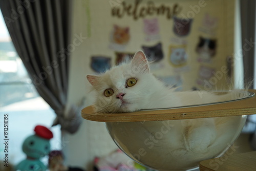 Wallpaper Mural Portrait of beautiful Siberian cat . Torontodigital.ca