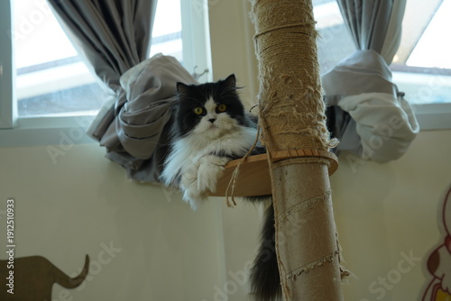 Wallpaper Mural Portrait of beautiful Siberian cat . Torontodigital.ca