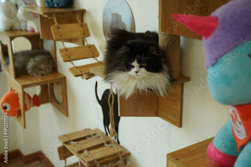 Wallpaper Mural Portrait of beautiful Persian cat Torontodigital.ca