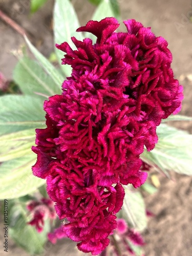 red dahlia flower