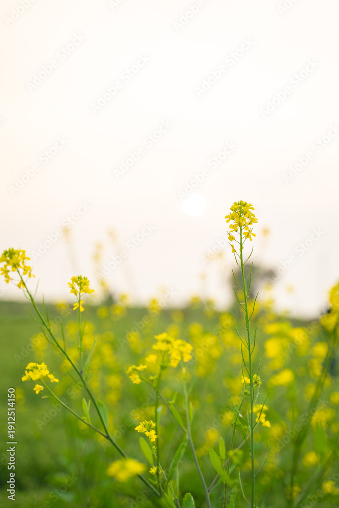 Fototapeta premium mustard agriculture field in sunlight