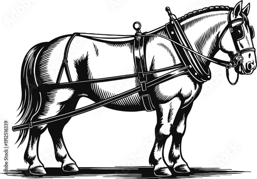 draft horse with harness standing sideways heavy work horse illustration in black and white