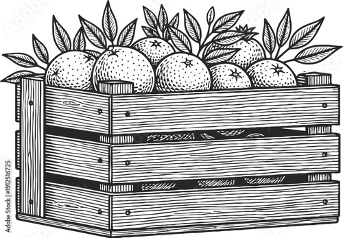 Wooden crate filled with fresh oranges and leaves, vintage hand drawn fruit illustration