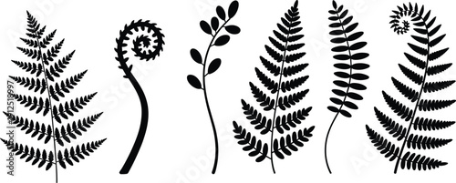 Botanical fern silhouette set, black vector illustration of tropical foliage leaves and fiddlehead fronds isolated on white background minimalist nature design clipart