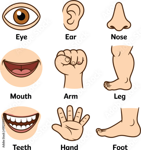 Human body parts cartoon vector illustration set with labeled eye ear nose mouth arm leg hand foot teeth