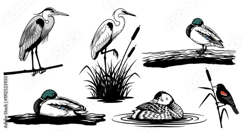 Set of black and white illustrations featuring various wetland birds and aquatic plants, including herons, ducks, and reeds, depicted in a naturalistic style.