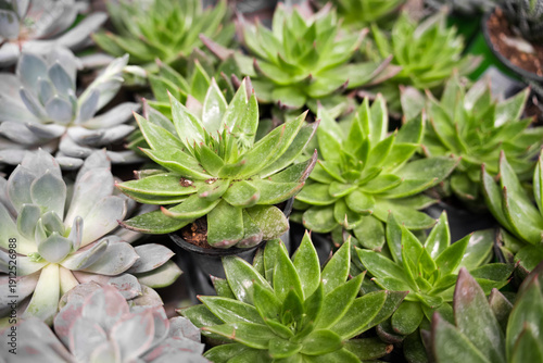 Bunch of green and purple succulents