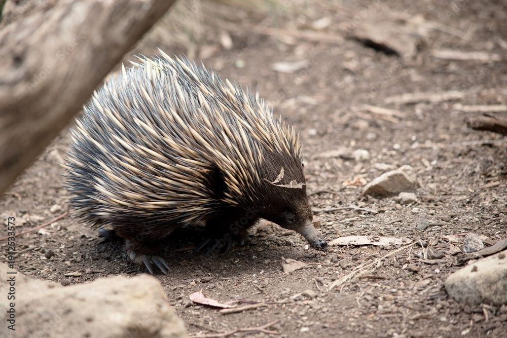Fototapeta premium the echidna is looking for ants to eat