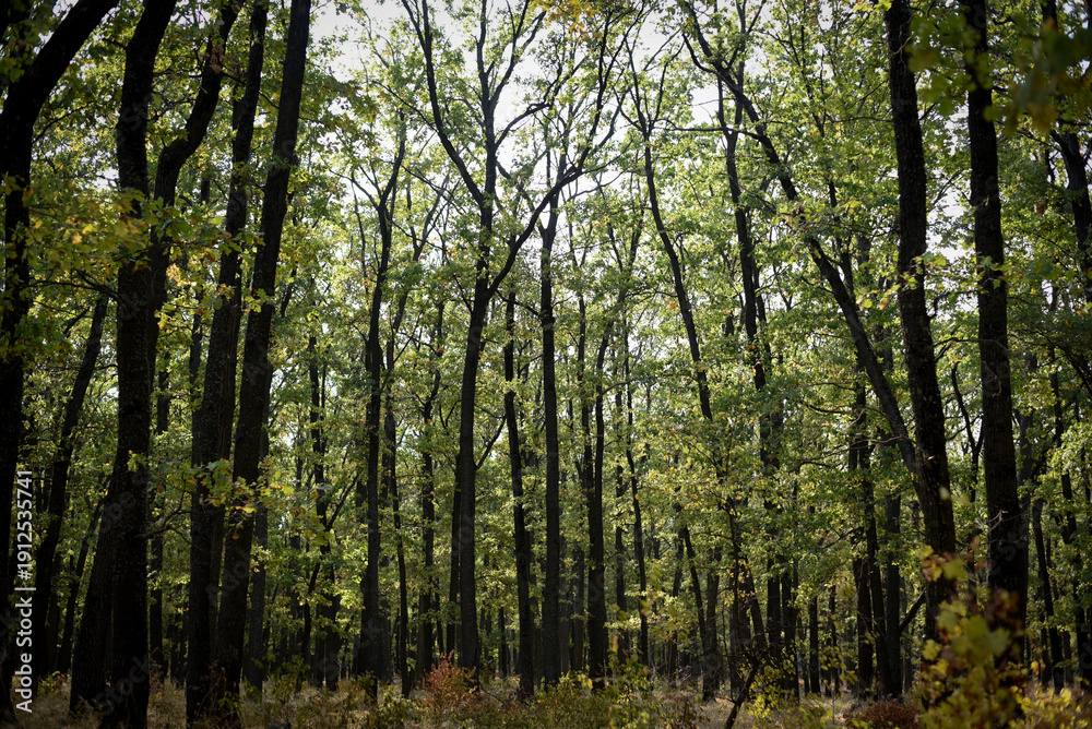 Fototapeta premium Green forest landscape with sunlight through trees