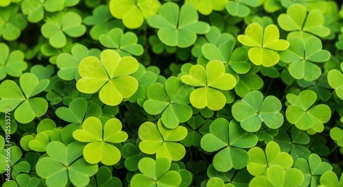 A lush carpet of vibrant green clover leaves fills the frame with natural beauty