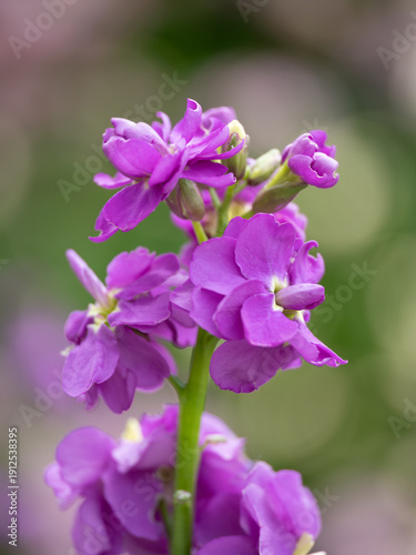美しい紫のストックの花