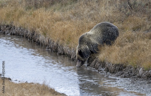 Grizzly Bear quenching its thirst