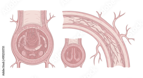 Anatomical illustration of a blood vessel cross-section and longitudinal view