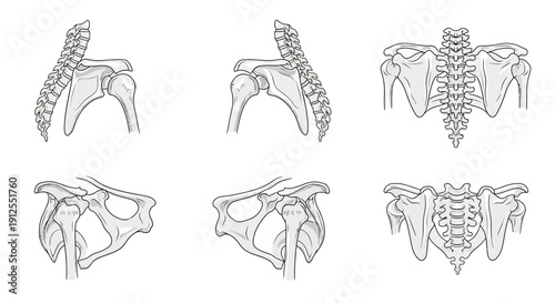 Anatomical Illustration of Human Shoulder Girdle and Scapula Views