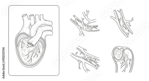 Anatomical Illustration of Human Heart with Coronary Arteries and Veins