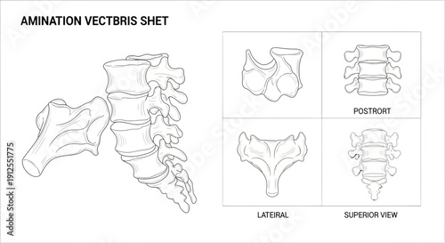 Anatomical Illustration of Lumbar Vertebrae and Sacrum in Multiple Views