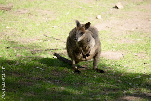Принти на полотні the swamp wallaby is in a field