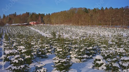 A christmas tree plantation panning on ground 4K