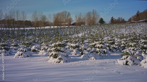 A christmas tree plantation panning on ground 4K