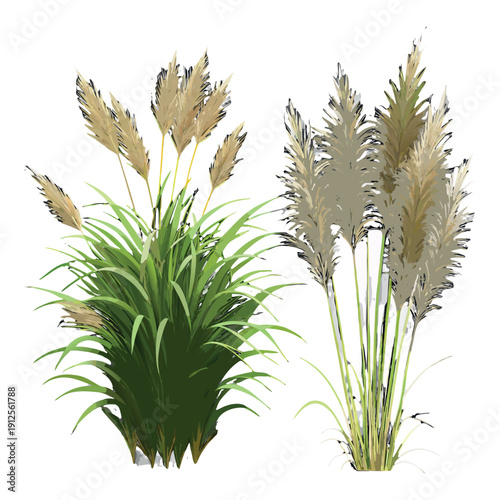 wheat and wild grass plants, green and golden leaves