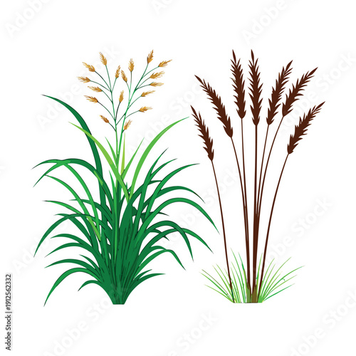 wheat and wild grass plants, green and golden leaves