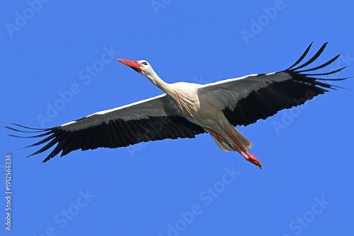Картината върху платно Stork, Ciconia ciconia, in flight with spread wings