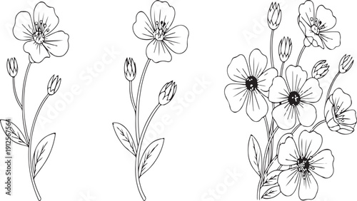 Illustration of set of three handdrawn botanical illustrations of small flowers with buds