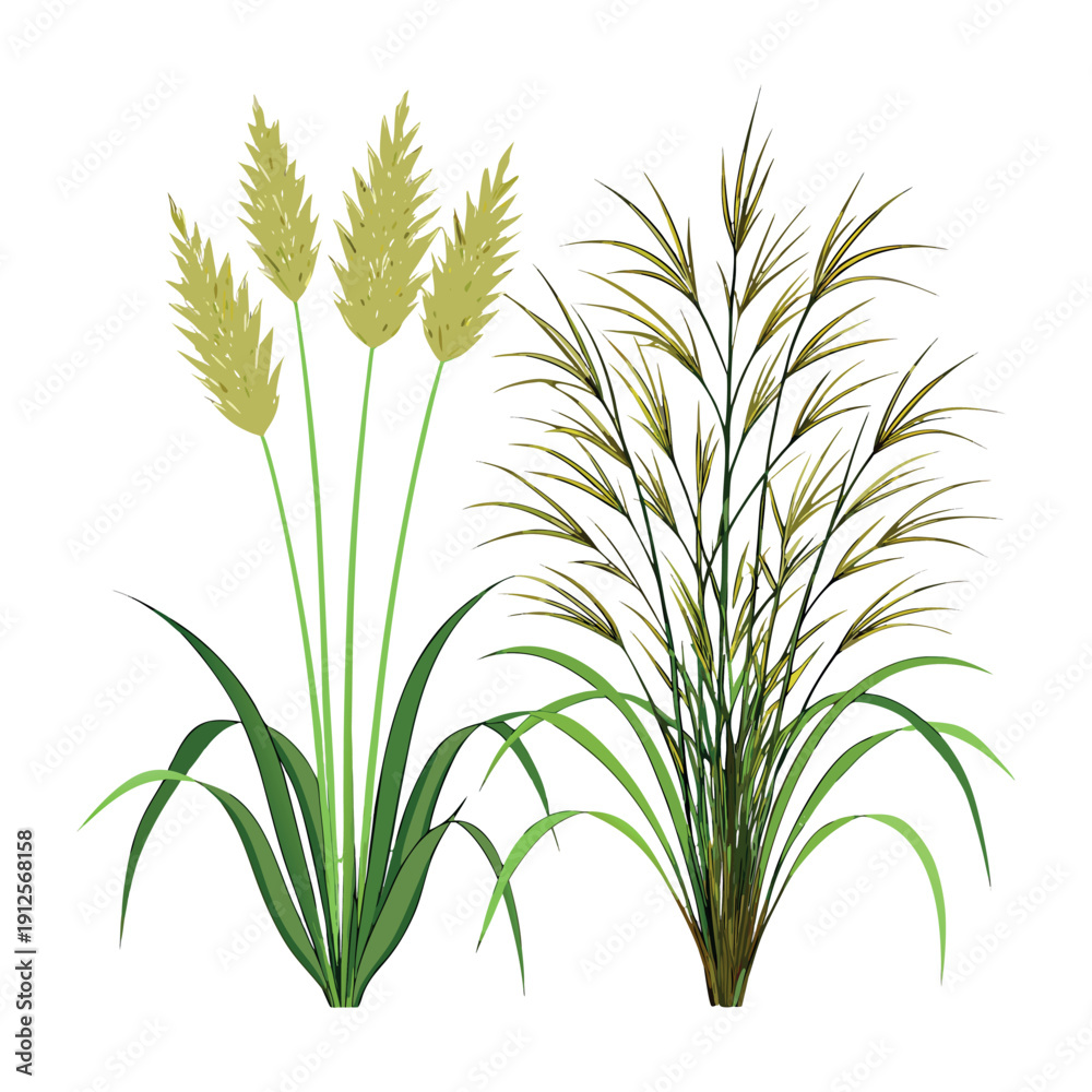Fototapeta premium wheat and wild grass plants, green and golden leaves