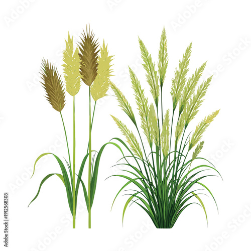 wheat and wild grass plants, green and golden leaves