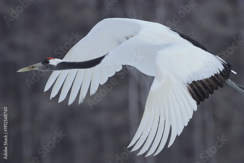 Close-up of a flying Red-crowned Crane, Kushiro in Hokkaido, Japan