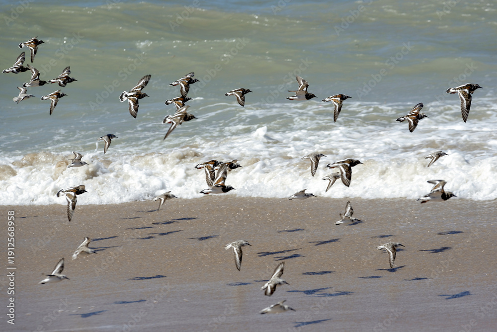 Fototapeta premium Groupe de bécasseaux sanderling en vol au bord de l'océan atlantique au Sénégal