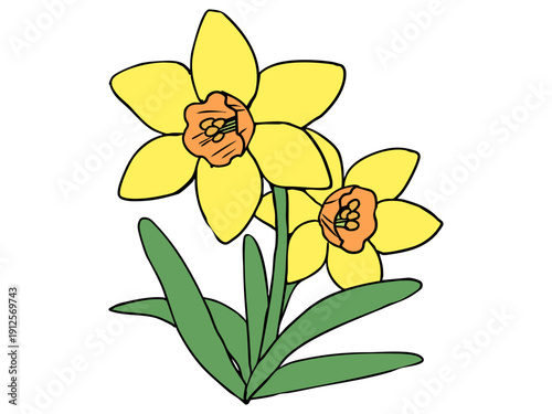 スイセン 黄色い花 オレンジラッパ