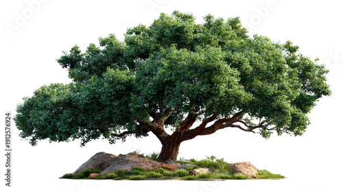Majestic Oak in Verdant Glory: A venerable oak tree, adorned with lush, emerald foliage, stands in isolated splendor against a backdrop. showcasing the grandeur of the natural world.