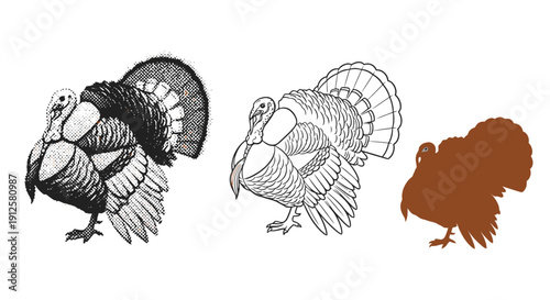 Three different styles of turkey illustrations presented side by side.