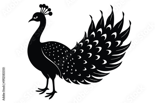 Peacock, Elegant Bird Silhouette