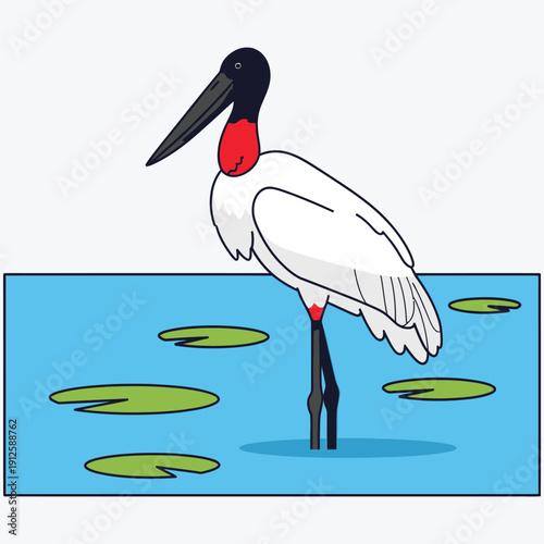 Jabiru stork standing in clear blue water with green lily pads, large white bird with black neck and red band