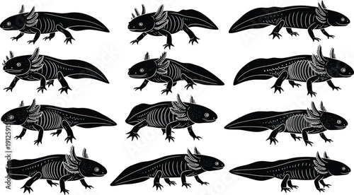Axolotl salamander silhouette collection vector illustration detailed black and white amphibian anatomy wildlife aquatic animal set design