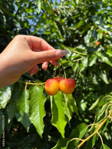 Hand holding freshly picked Rainier cherries in an orchard in Yakima, Washington, summer harvest.