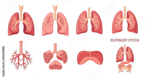 Comprehensive Human Respiratory System Vector Illustration Featuring Lungs, Trachea, Bronchial Tree, Alveoli, and Diaphragm for Medical Education and Healthcare.