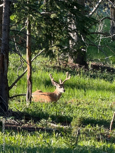 Mule deer buck with velvet antlers resting in the dappled sunlight of a forest near Yellowstone.