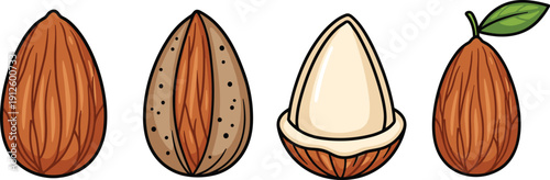 Almond Nut Illustration Set with Whole, Split, Peeled, and Shelled Variations for Healthy Food, Ingredient, and Nutrition Design