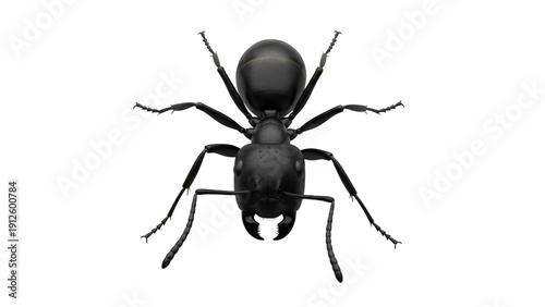 Black beetle with long legs and long legs standing on its hinds.